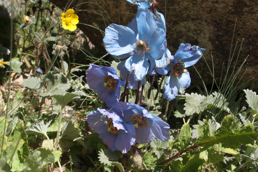 Himalaya Mohn